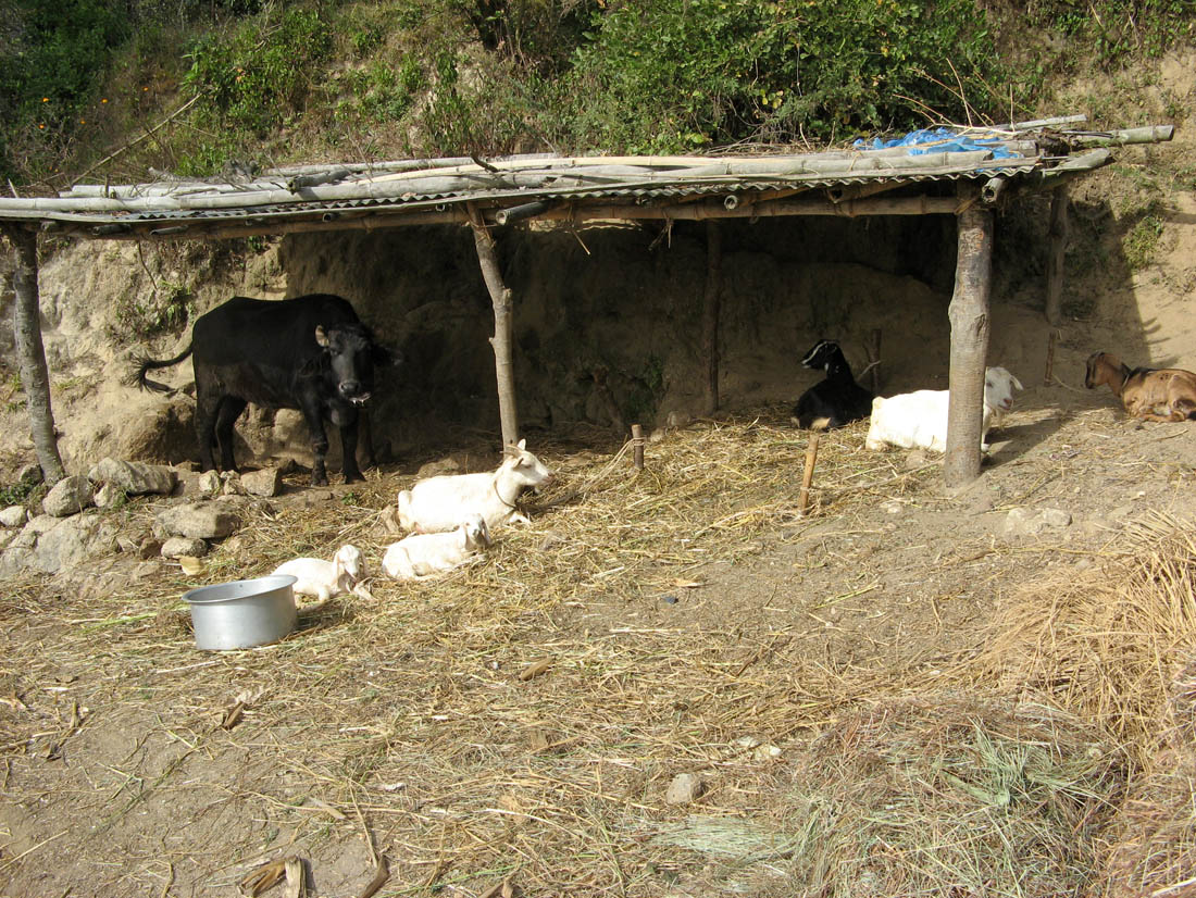 Viehhaltung in Kaule